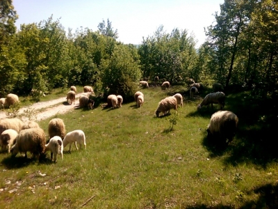 Još sredstava za male poljoprivrednike zahvaljujući LAG-u ADRION!